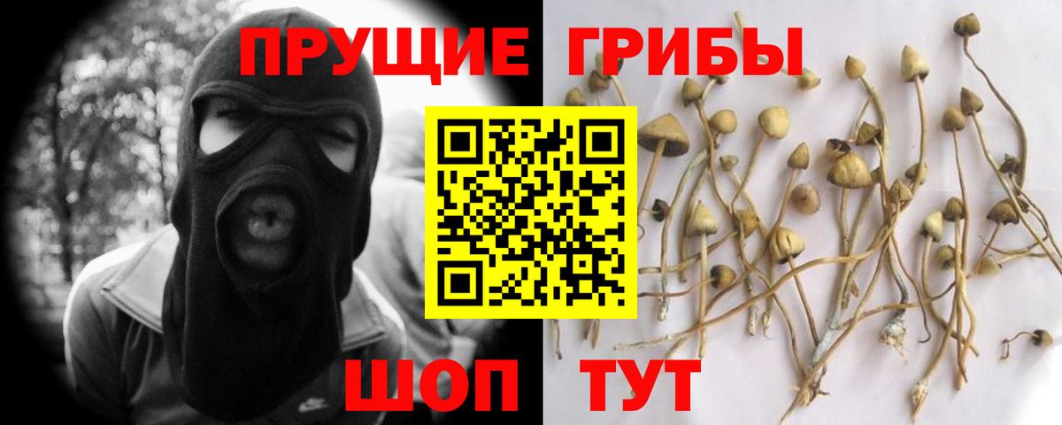Галлюциногенные грибы Psilocybine cubensis Новокузнецк